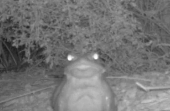 Sonoran desert toad