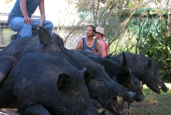 wild australian boars